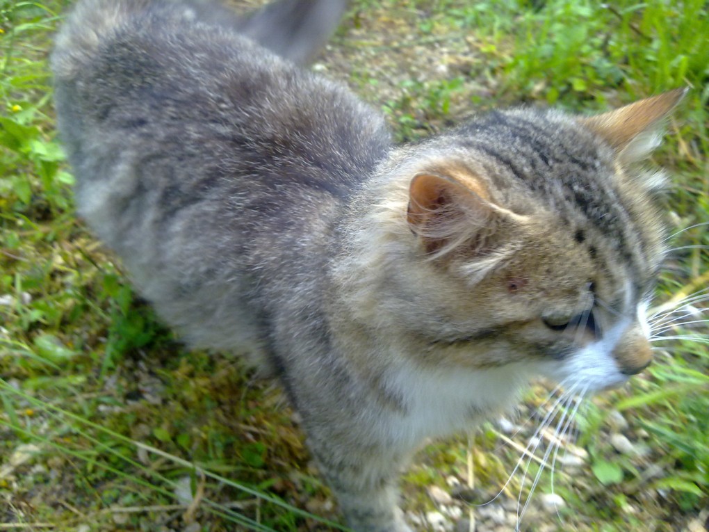 Se trouvait dans un groupe de chats abandonnés que nous stérilisions.
Câlin, pas question de le remettre 'à la rue'. Il a été adopté et a rejoint deux minettes, dont Choupette venant du même groupe. Merci à la famille qui les a recueillis. Il est ravi.