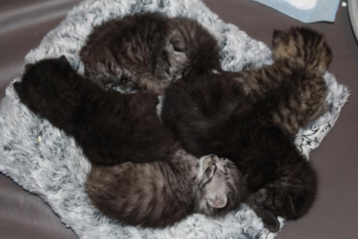 Cinq chatons frères et soeurs sauvés à 15 jours de vie.