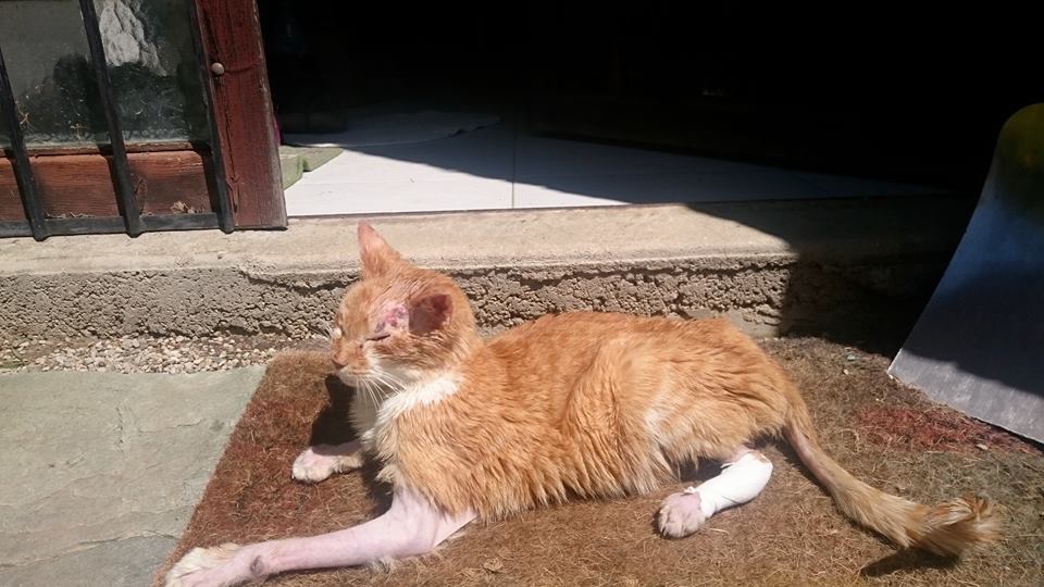 Malcom notre mascotte, ce gentil chat sorti des égouts le 23 avril 2016, a rejoint les étoiles le 13 juillet 2017. Un chat formidable, courageux, adorable, qui laisse un grand vide. Il aura pu profiter de jolis mois malgré tout.