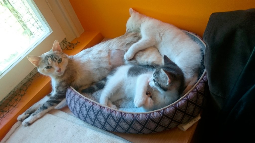 La maman et les chatons ont tous été adoptés.