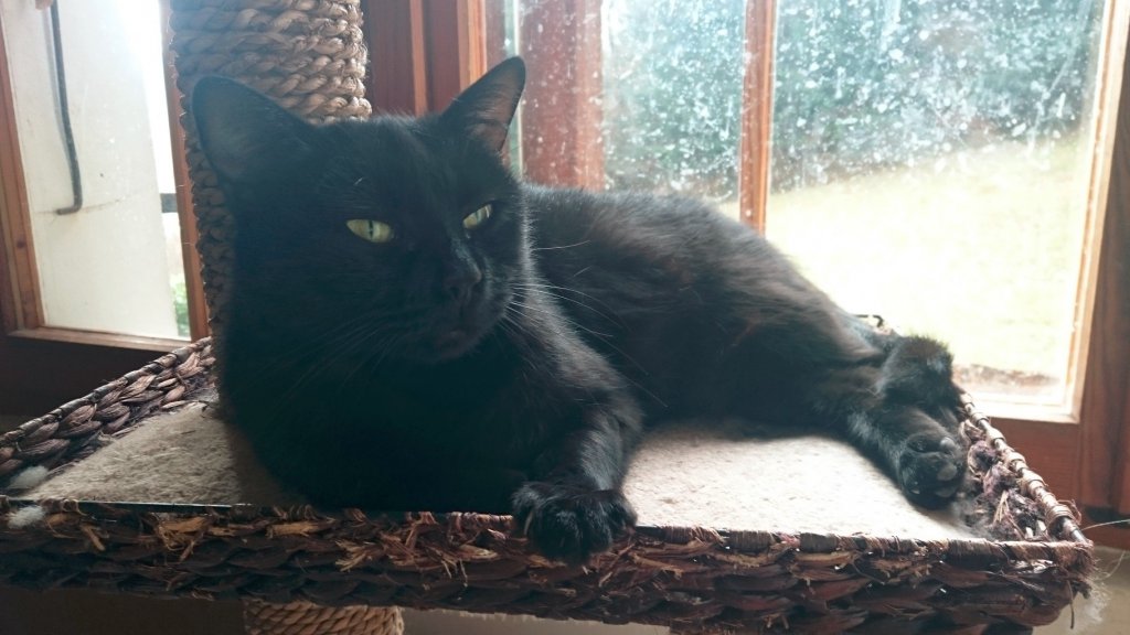 Victimes des superstitions, les chats noirs sont les plus nombreux à attendre longtemps dans les refuges et les associations... Heureusement, posée, facile et très sympa, Bagheera avait tout pour elle et elle a vite trouvé un doux foyer.